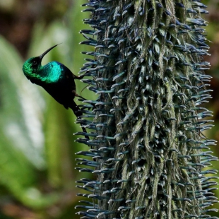 SCARLET-TUFTED MALACHITE SUNBIRD